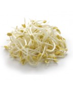 BEAN (SPROUT) - 500GM / PKT